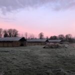 Honeybee Glamping