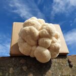 Mushroom Culture
