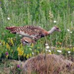 Great Bustard Group Great Bustard Group
