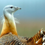 Great Bustard Group Great Bustard Group