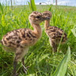 Great Bustard Group Great Bustard Group