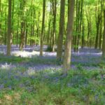 West Woods