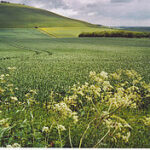 Alton Barnes White Horse, Milk Hill Alton Barnes White Horse, Milk Hill