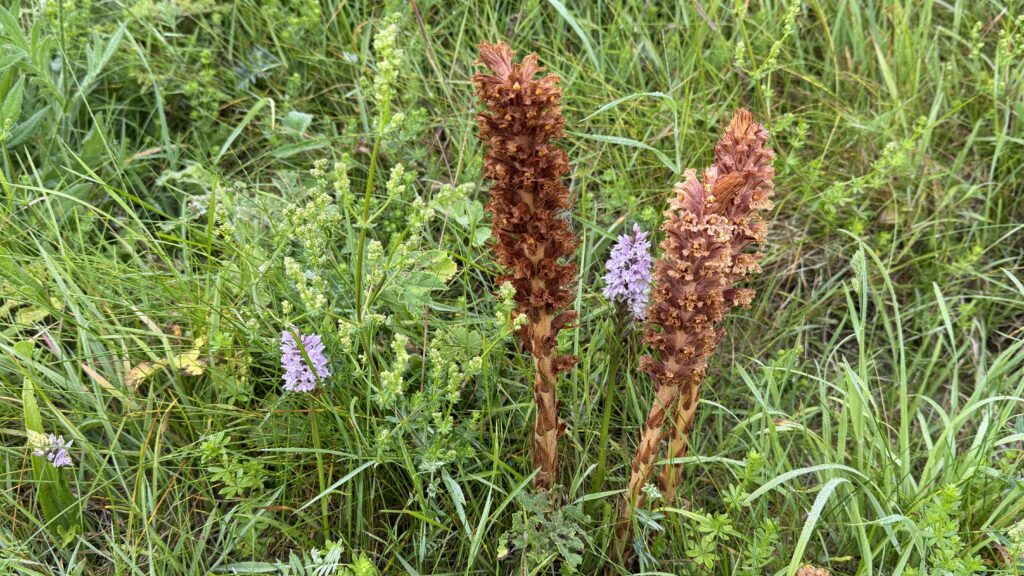 Broomrape