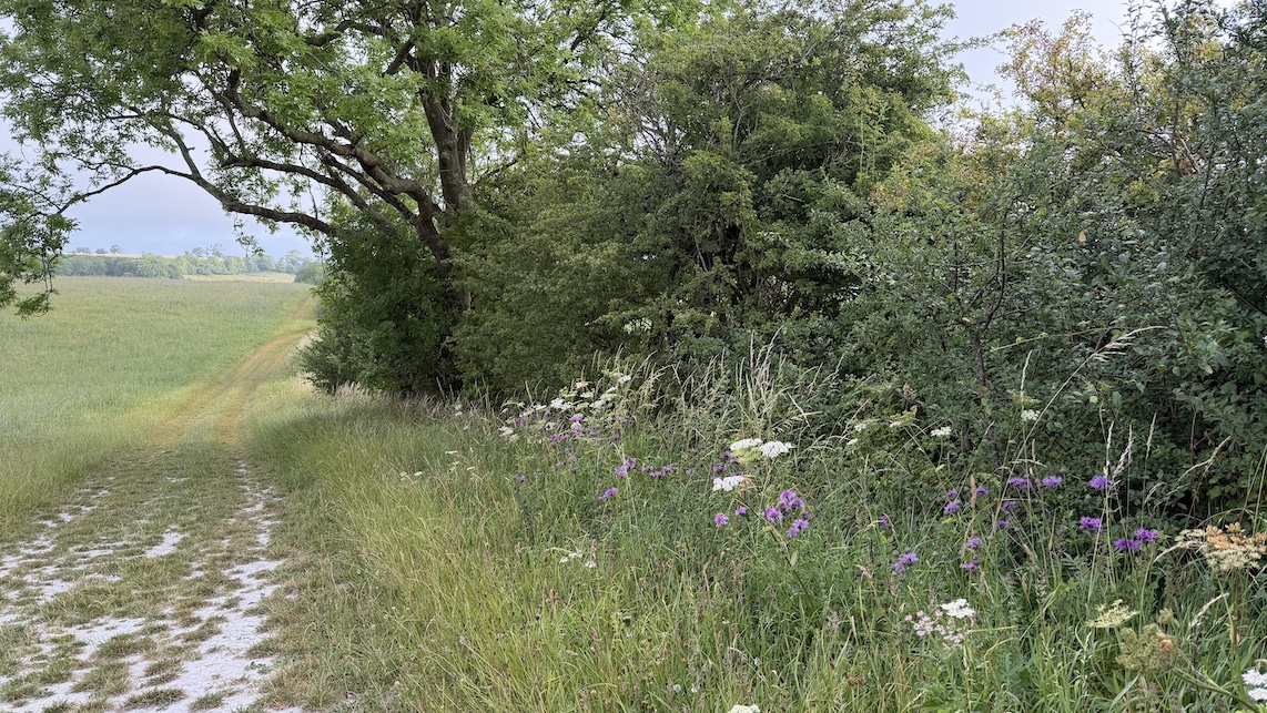 Field Edge Mix 2 c
