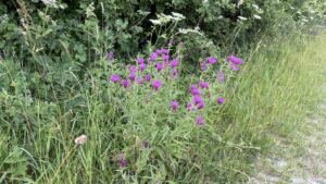 Knapweed c