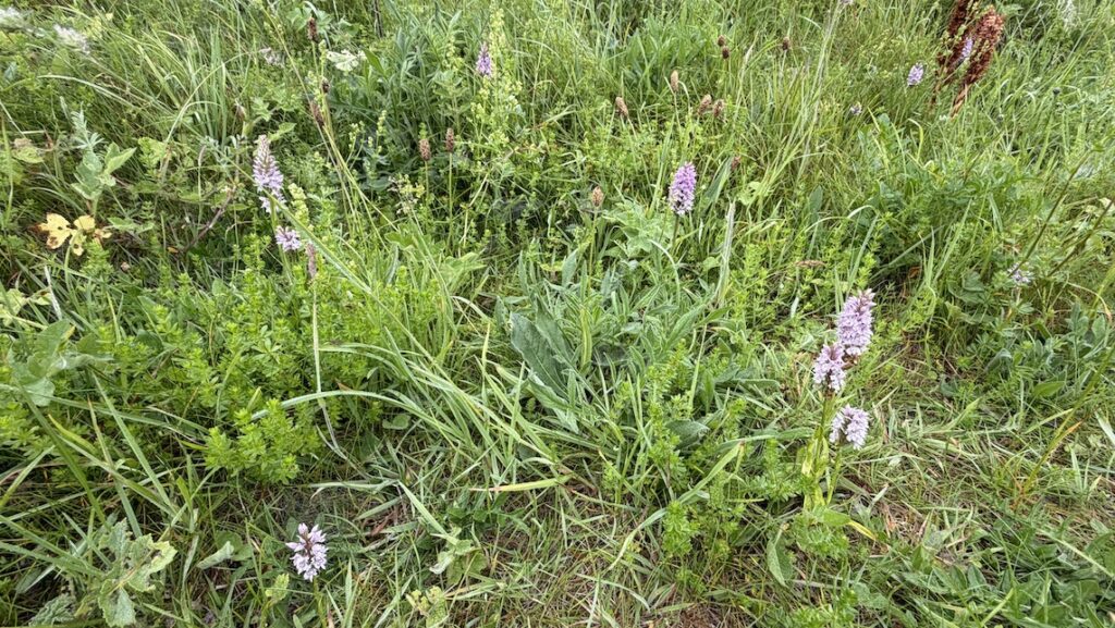 Orchid group c