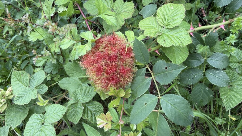 Robins Pin Cushion c
