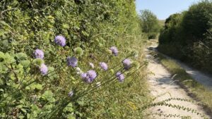 Scabious On Track c