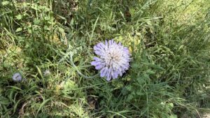 Single Scabious c