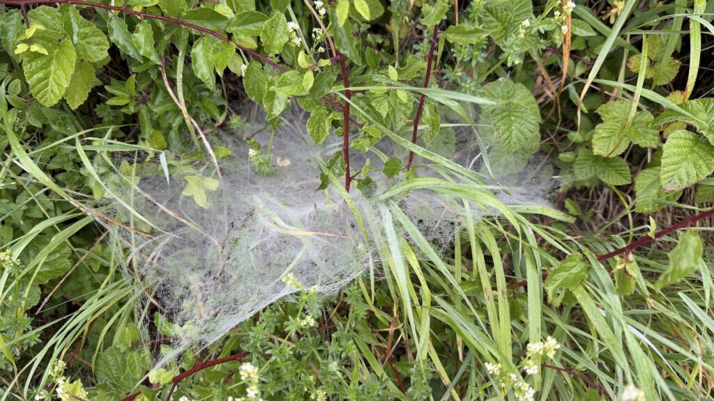 Spider web c